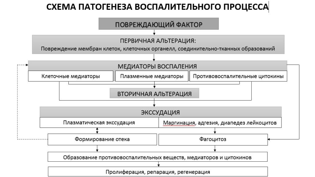 Воспалительный процесс, схема патогенеза